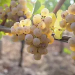 Weingut Schwab 3* Thüngersheim