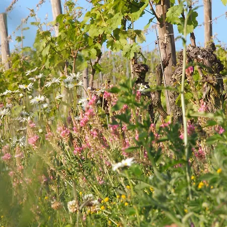 Gasthof Weingut Schwab