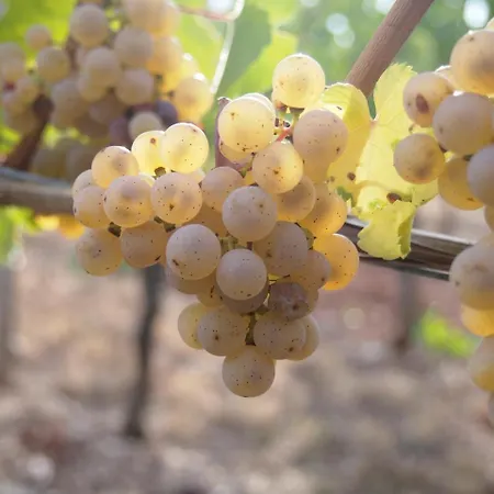 Weingut Schwab 3* Thüngersheim