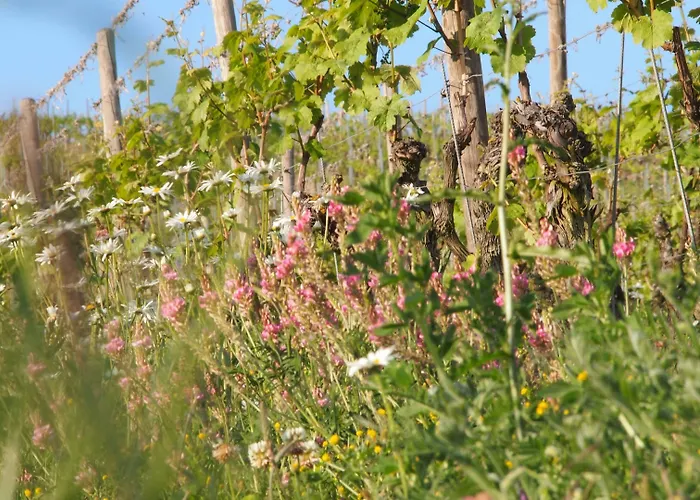 Konukevi Weingut Schwab